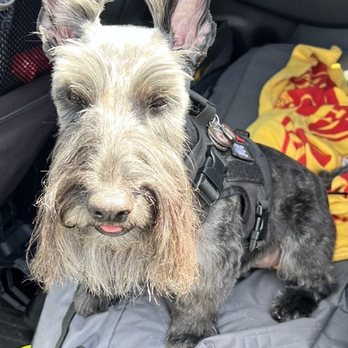 Las Vegas Spaw - Addie the brindle Scottie, happy with her Spaw day with Lilac. - Pet Groomers Near Me - Las Vegas, Nevada