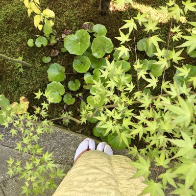 Shōrin-ji Temple by null