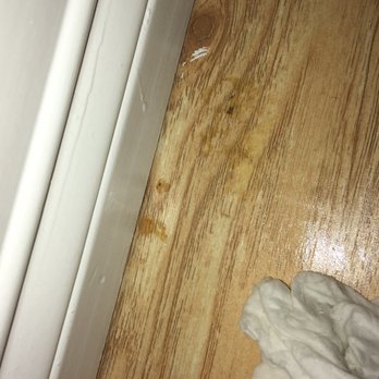Lluvia Green Cleaning - Guest bedroom floor had some type of crusty crap on it after they'd supposedly cleaned - Home Cleaning Near Me Lluvia Green Cleaning - Guest bedroom floor had some type of crusty crap on it after they'd supposedly cleaned - Home Cleaning Near Me