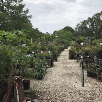 Maas Nursery - Rows and rows of plants, trees and decorative stuff. - Nurseries & Gardening Near Me - Seabrook, Texas Maas Nursery - Rows and rows of plants, trees and decorative stuff. - Nurseries & Gardening Near Me - Seabrook, Texas
