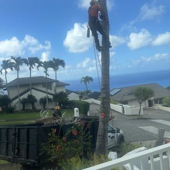 Island Trees - Ruben cutting down a coconut tree - Tree Services Near Me Island Trees - Ruben cutting down a coconut tree - Tree Services Near Me