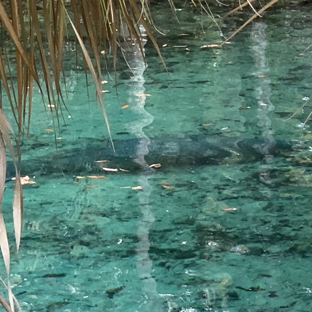 Three Sisters Springs - Tours Near Me - Crystal River, Florida Three Sisters Springs - Tours Near Me - Crystal River, Florida