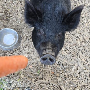 Olive The Parkrose Pig - Attraction Farms Near Me - Portland, Oregon Olive The Parkrose Pig - Attraction Farms Near Me - Portland, Oregon