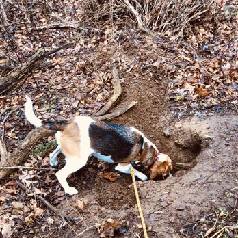PetSmart - No wonder he needs lots of baths! - Pet Stores Near Me - Lutherville, Maryland