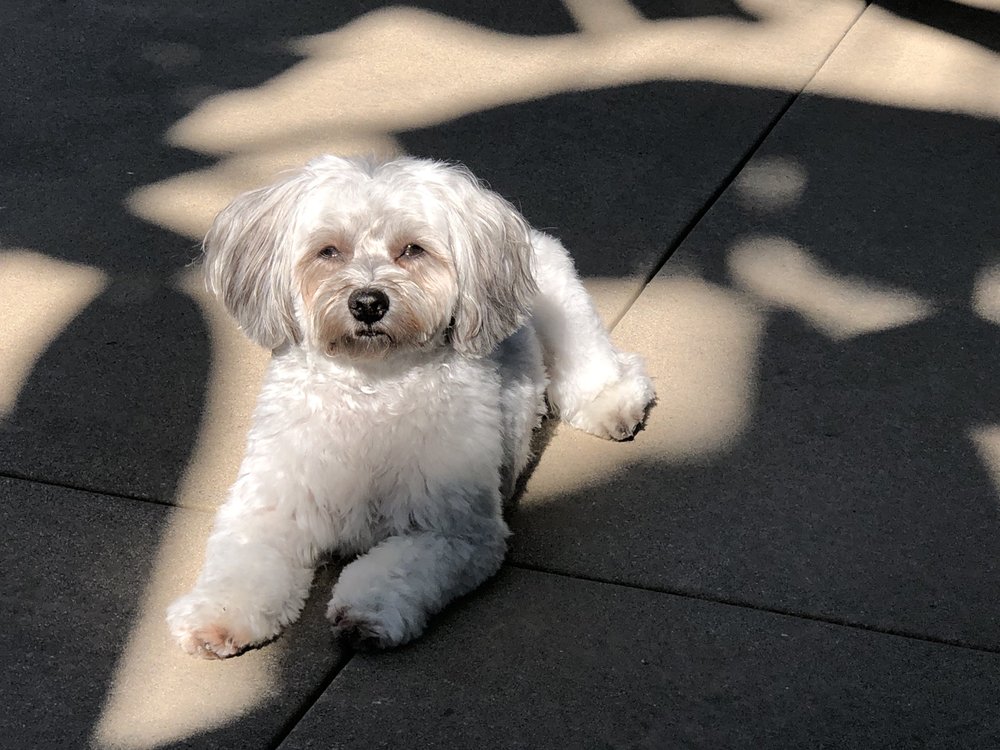 LUXE MOBILE PET GROOMING 37 Photos & 14 Reviews San Diego