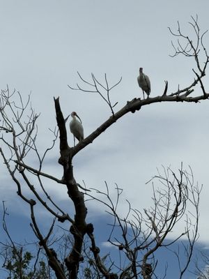 J.N. "Ding" Darling National Wildlife Refuge Visitor and Education Center by null