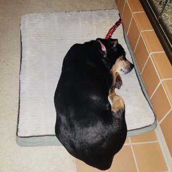 The Animal Keeper - Pet Sitting Near Me - Poway, California