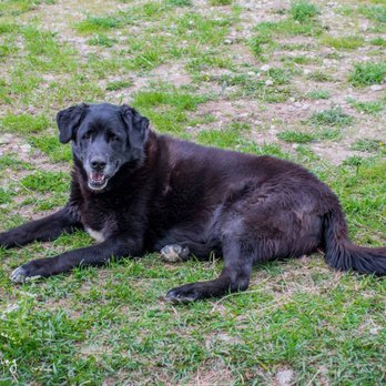KAJ Pet Sitting - Pet Sitting Near Me KAJ Pet Sitting - Pet Sitting Near Me