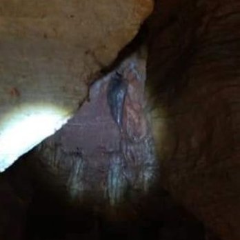 Stark Caverns - The bleeding heart I believe he called it. - Parks Near Me - Eldon, Missouri