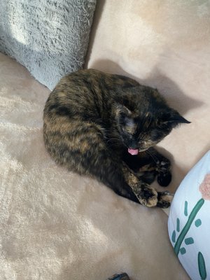 Cat Tales Cat Cafe by null