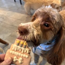 The Pet Groomer - Sherlock fresh from The Pet Groomer to his Puppy Birthday party .