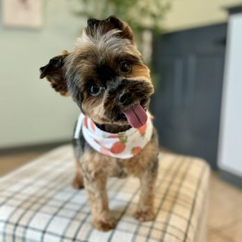 Parish Paws Pet Spa and Boutique - Pet Groomers Near Me - Lafayette, Louisiana Parish Paws Pet Spa and Boutique - Pet Groomers Near Me - Lafayette, Louisiana