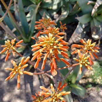 Desert Botanical Garden - Some happy aloe - Botanical Gardens Near Me - Phoenix, Arizona Desert Botanical Garden - Some happy aloe - Botanical Gardens Near Me - Phoenix, Arizona