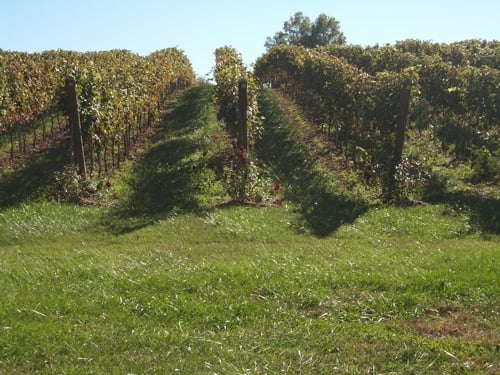 Barboursville Vineyards by null