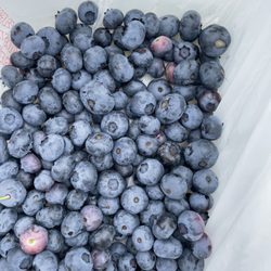 RFP Nursery Lanoka Harbor - 3 pounds of blueberries!