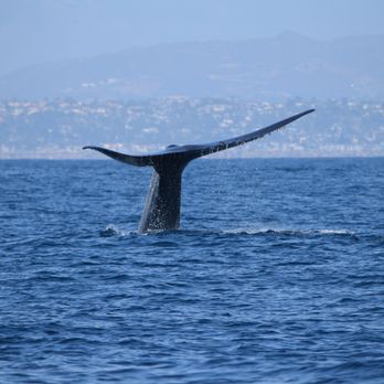 Oceanside Coastal Expeditions - Whale Watching Tours Near Me - Oceanside, California Oceanside Coastal Expeditions - Whale Watching Tours Near Me - Oceanside, California