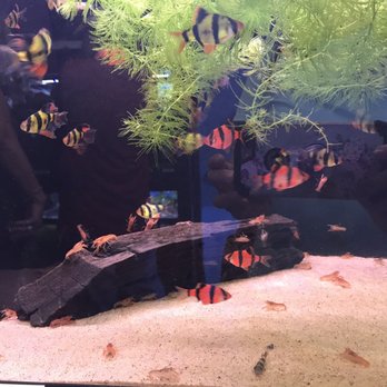 360 Aquatic - Local Fish Stores Near Me - Houston, Texas