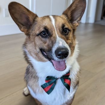 Let's Groom - Pet Groomers Near Me - Orange, California