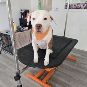Devoted Dog Grooming - Poppy is showing off her pretty nails & bandana! - Pet Groomers Near Me - Shasta Lake, California Devoted Dog Grooming - Poppy is showing off her pretty nails & bandana! - Pet Groomers Near Me - Shasta Lake, California
