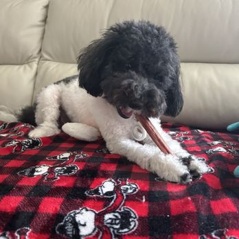 Pacific Mobile Grooming - This is my little cutie, Tucker - Pet Groomers Near Me