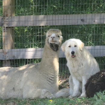 R2 Hillside Ranch - This is one of the guard dogs that protects the alpacas. - Ranches Near Me - Watsonville, California