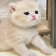 family cats　1001 Calico Critters Persian Cat Family – JapanLA