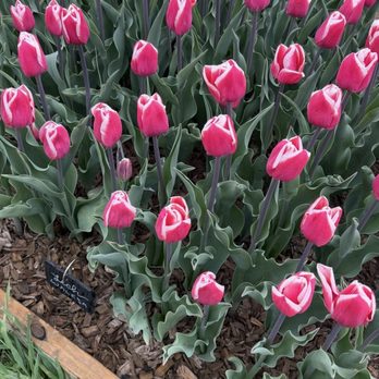 Wicked Tulips Flower Farm - Pick Your Own Farms Near Me - Preston, Connecticut Wicked Tulips Flower Farm - Pick Your Own Farms Near Me - Preston, Connecticut