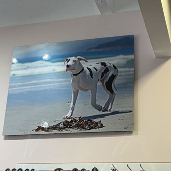 Carmel Dog Shop - Dogs photos - Pet Stores Near Me - Carmel, California Carmel Dog Shop - Dogs photos - Pet Stores Near Me - Carmel, California