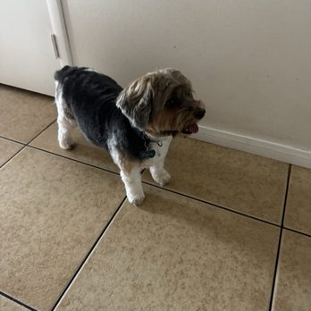 Suds N Bubbles - Pet Groomers Near Me - Las Vegas, Nevada