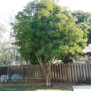 ELM Tree Care - BEFORE - Tree Services Near Me - Temecula, California ELM Tree Care - BEFORE - Tree Services Near Me - Temecula, California
