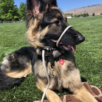 Limitless Canine - Pet Training Near Me