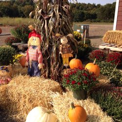 Engels Acres - Mums and pumpkins