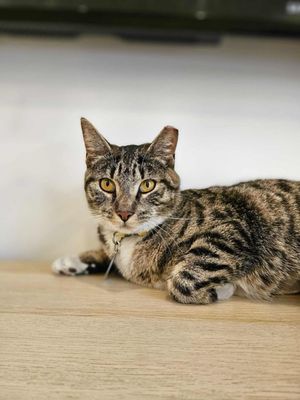 Get A Gato by null