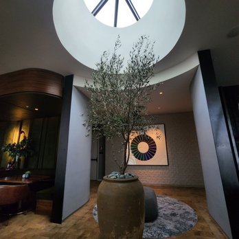 Nido - Skylight over indoor tree - New American Near Me - Austin, Texas Nido - Skylight over indoor tree - New American Near Me - Austin, Texas
