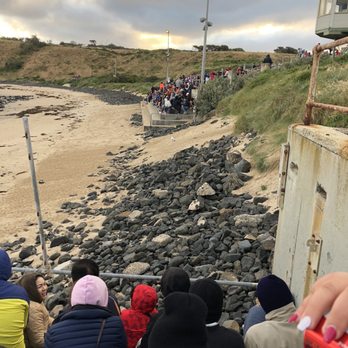 Phillip Island Penguin Parade - Parks Near Me - Summerlands, VIC