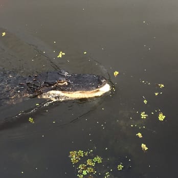 Ultimate Swamp Adventures - Tours Near Me - Westwego, Louisiana Ultimate Swamp Adventures - Tours Near Me - Westwego, Louisiana