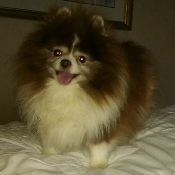 Pedernales Veterinary Center - Pebbles, a lifetime patient. - Veterinarians Near Me - Fredericksburg, Texas
