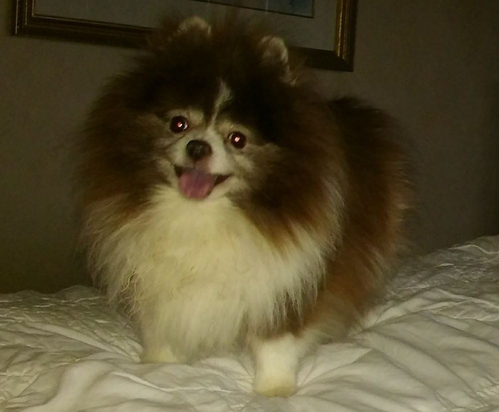 PEDERNALES VETERINARY CENTER Updated August 2024 44 Photos & 11 Reviews 3187 E US Highway