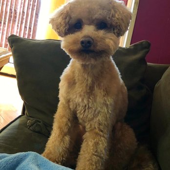 Brooklyn Paw House - Pet Groomers Near Me - Brooklyn, New York
