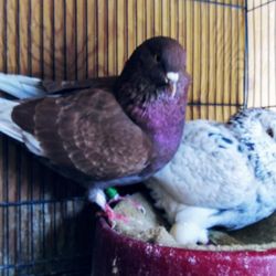 Plato's Closet - Pigeon Delivery Service Available!