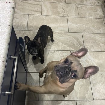 Adobe Veterinary Clinic - Toddlers in dog suits - A French Bulldog and a French Bulldog puppy are positioned on a beige tiled floor, looking up at the camera. The adult dog is leaning against a piece of furniture, with its front paws on the floor, while the puppy stands nearby. The room has a neutral-colored tiled floor, and part of a person's foot is visible at the bottom of the image. - Veterinarians Near Me - Mesa, Arizona