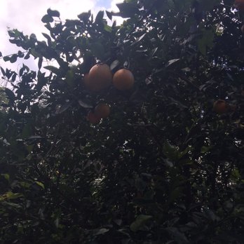 Hostel In the Forest - Orange tree - Hostels Near Me - Brunswick, Georgia