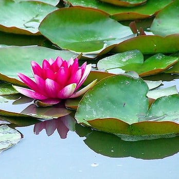 Minoru Park - Minoru Park water lilies - Parks Near Me - Richmond, British Columbia Minoru Park - Minoru Park water lilies - Parks Near Me - Richmond, British Columbia