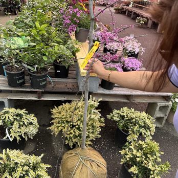Colesville Nursery - Nurseries & Gardening Near Me - Ashland, Virginia