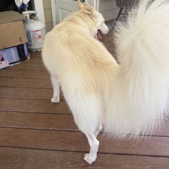Paws N Claws Grooming - After! Sorry they aren't great pics- this gal is wild! - Pet Groomers Near Me - Smithfield, North Carolina Paws N Claws Grooming - After! Sorry they aren't great pics- this gal is wild! - Pet Groomers Near Me - Smithfield, North Carolina