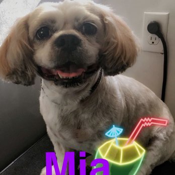Pawlished Puppies - Pet Groomers Near Me Pawlished Puppies - Pet Groomers Near Me