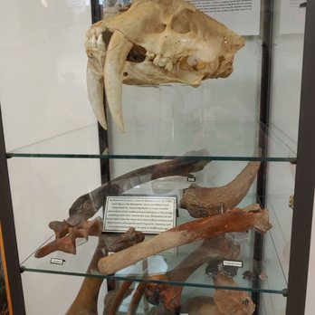 Big Bone Lick State Historic Site - Recent finds at the park - Parks Near Me - Union, Kentucky