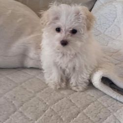 Puppies on the Run - Maltipoo