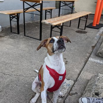 Joymongers Barrel Hall - the puppy - Brewpubs Near Me - Winston-Salem, North Carolina