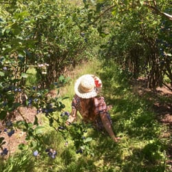 Blueberry Acres